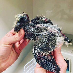 Dierenkliniek Almere-Stad image 1