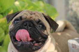 Pug Café Amsterdam opent op 26 januari