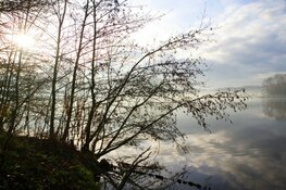 Aanpak essentaksterfte Amsterdamse Bos