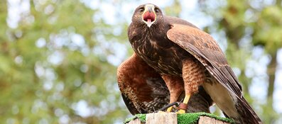 Plezier zónder dier