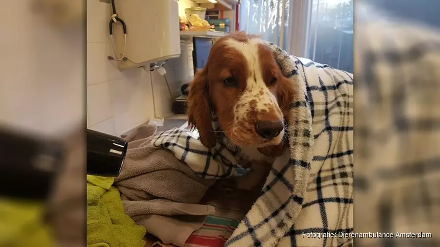 Dierenambulance redt leven van hondje na val in ijskoud water