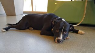 Hond stikt in een tak en wordt door politie gered van verstikkingsdood