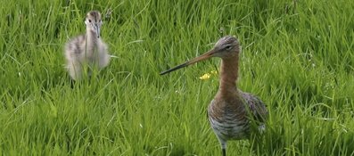 Proefafsluiting fiets- en wandelpad Klein-Duivendrechtse Polder