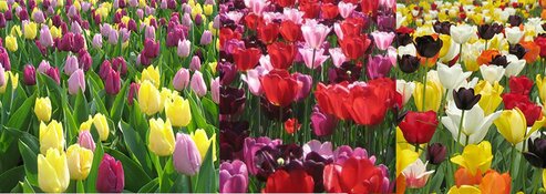Tulp Festival gaat zondag 1 april weer van start!