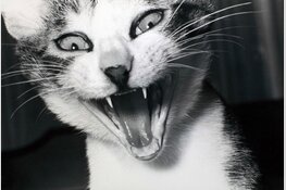 Nieuwe tentoonstellingen Foam