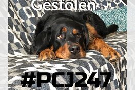 Hond 'Mazzel' gestolen voor supermarkt in Amsterdam