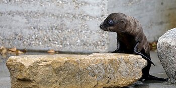Derde Californische zeeleeuw geboren