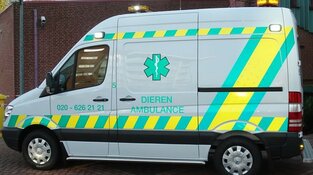 Zoektocht naar pelikaan rond Artis