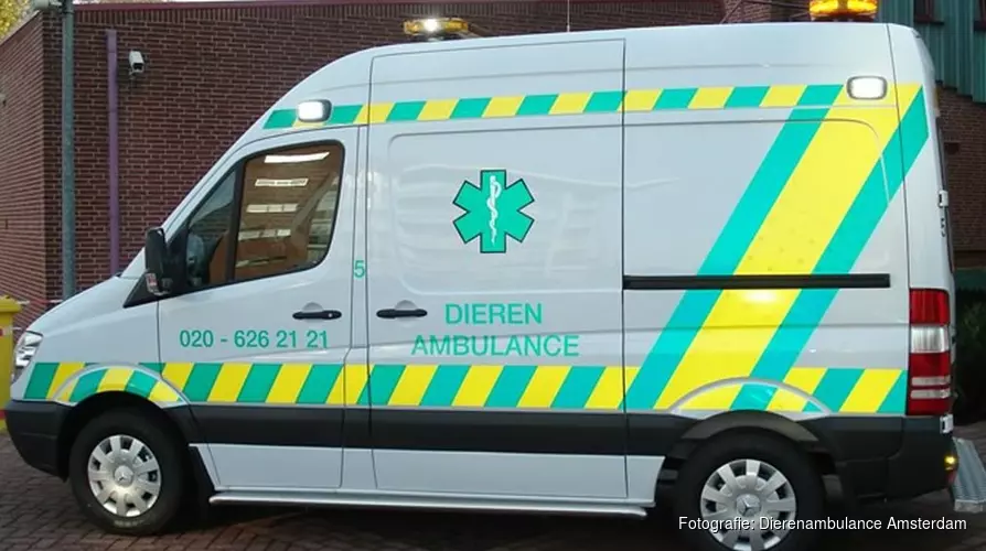 Zoektocht naar pelikaan rond Artis