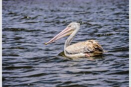 Ontsnapte pelikaan in goede gezondheid gevangen nabij spoorlijn