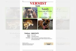 Hond Sandy weggelopen na overlijden baasje: familie mist haar enorm