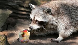 Afkoelen in ARTIS