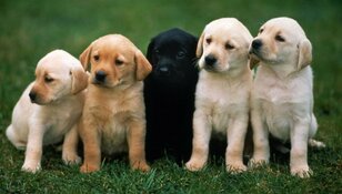 Amsterdamse RAI verandert in gigantische hondenkennel