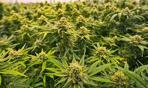 Beleggers verzamelen zich in Amsterdam voor speciaal wietcongres