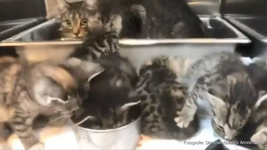 Zes kittens en moederpoes gedumpt bij tankstation