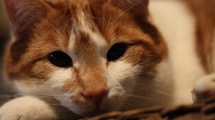Ontsnapte kater Mars gespot op Schiphol: "Beste nieuws in weken"