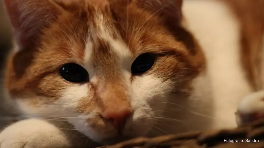 Ontsnapte kater Mars gespot op Schiphol: "Beste nieuws in weken"