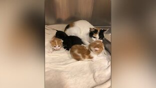 Kittens met moeder gedumpt in kartonnen doos in Amsterdam