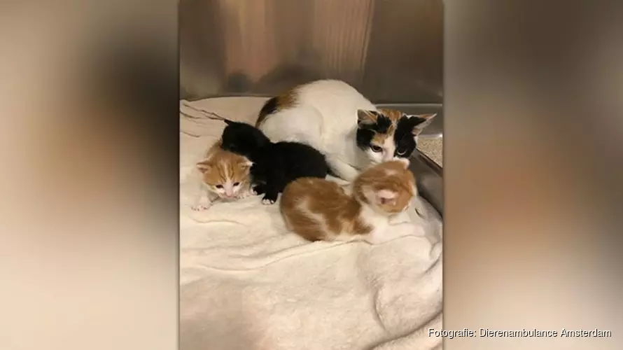 Kittens met moeder gedumpt in kartonnen doos in Amsterdam