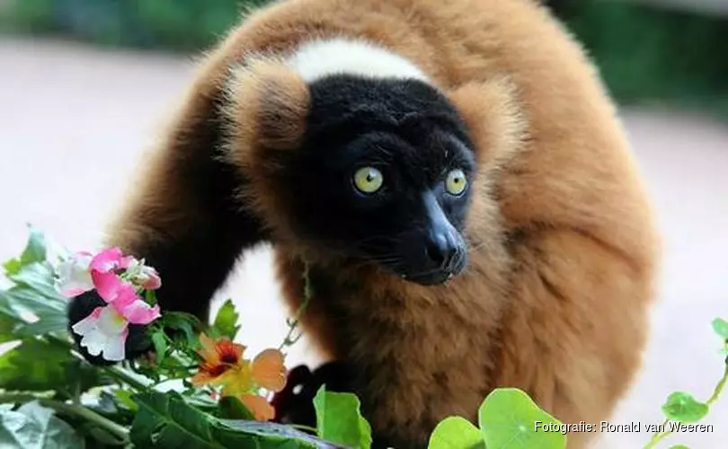 Septemberkorting in ARTIS Toegangsprijzen dalen met een kwart in september