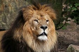 Artis heeft weer een mannetjesleeuw