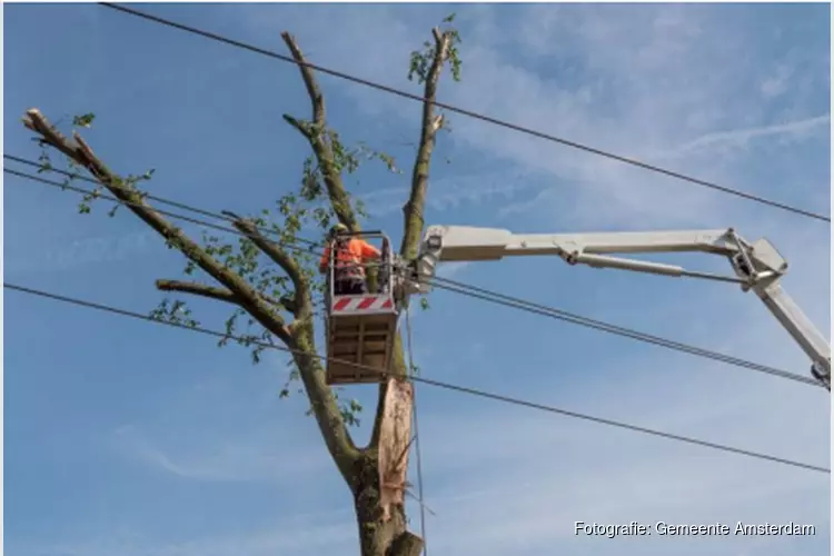 Tweede leven voor hout van gekapte Amsterdamse bomen