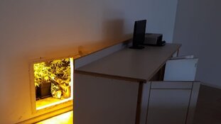 Hennepplantages ontdekt  in Westelijk Havengebied