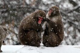 Overwinteren in ARTIS