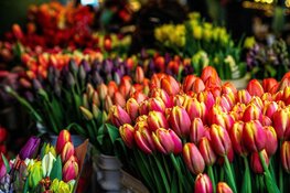 Tulp Festival zet Amsterdam in april in bloei