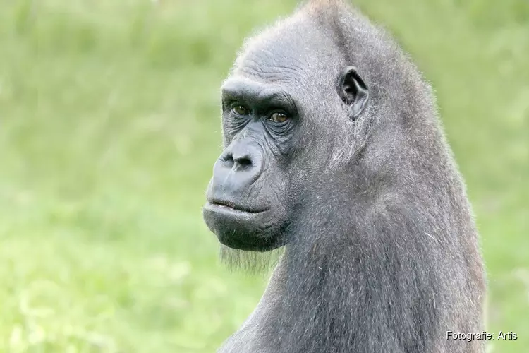 Westelijke laaglandgorilla plotseling doodgegaan in ARTIS
