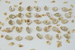 Beppe Kessler - Lentesneeuw