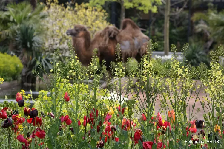 ARTIS in geuren en kleuren