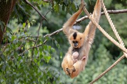 Goudwanggibbon geboren in ARTIS