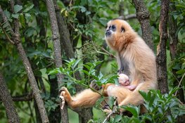 Goudwanggibbon geboren in ARTIS