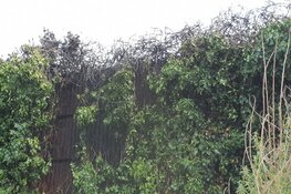 Veel rook bij bermbrand Gooiseweg