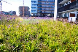 LEBO Vastgoed zorgt voor het eerste groene dak in hart van Centrum Nieuw-West