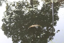 Vissen komen boven drijven in Amstelveense sloot