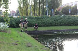 Vissen komen boven drijven in Amstelveense sloot