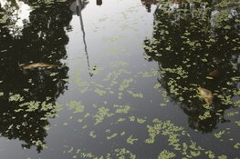 Vissen komen boven drijven in Amstelveense sloot