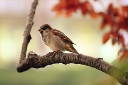 'Vogels rondom vliegvelden zijn doof en agressief'