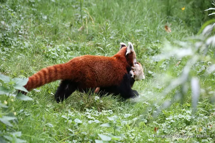 Kleine pandajong in ARTIS voor het eerst buiten