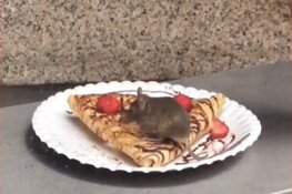 Snoepende muis op pannenkoek betekent sluiting 'Nutella-winkel' Amsterdam