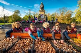 Bollen planten voor Tulp Festival 2020