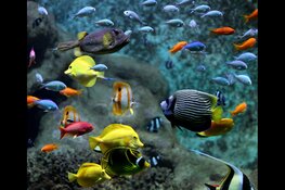 3x doen in ARTIS tijdens Museumnacht