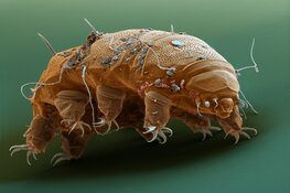 Beerdiertjes vangen in ARTIS-Micropia