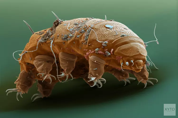 Beerdiertjes vangen in ARTIS-Micropia