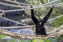 Derde jaar op rij recordaantal bezoekers in ARTIS