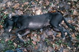 Getuigen gezocht: dode hond aangetroffen in W.H. Vliegenbos
