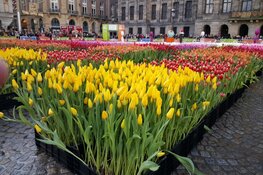 Grote belangstelling voor tulpenpluktuin op de Dam