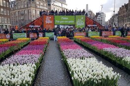 Grote belangstelling voor tulpenpluktuin op de Dam
